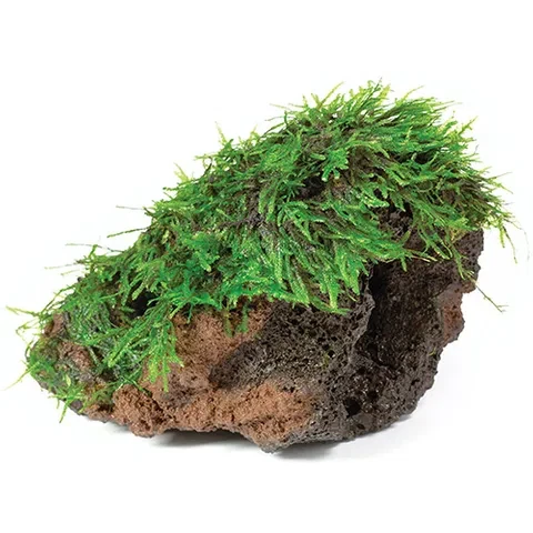 Pisces Live Plant Fontinalis Rocks - Picture 2 of 3