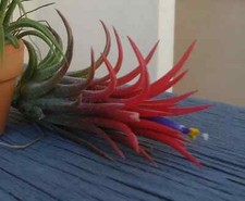 Tillandsia Ionantha Mexico Airplants