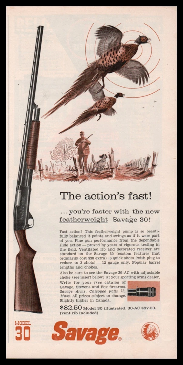 Irish shop setter 8381