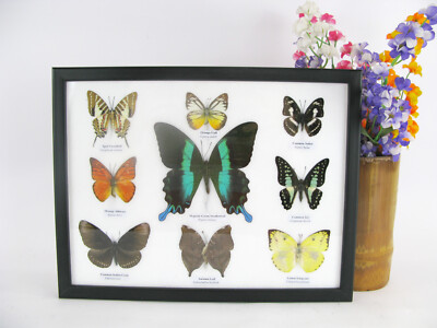 9 Beautifully Prepared Butterflies Display Case Taxidermy Entomology B 08