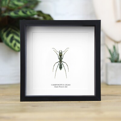 Riesenwaldameise Insektenkäfer Taxidermie Box Rahmen Wohnkultur Wandausstellung Ornament