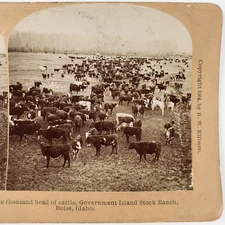 Government Island Cattle Ranch Stereoview c1904 Boise Idaho Cow Farm Photo E842