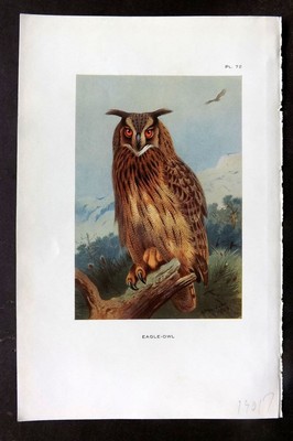 Thorburn 1926 Vintage Bird Print. Eagle Owl 72