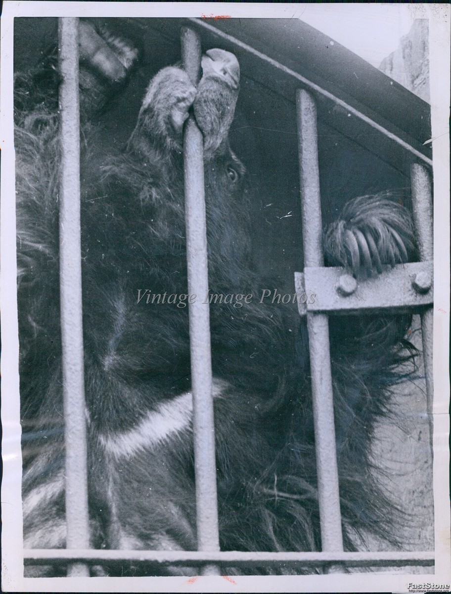 ブラックベア　picture 1957 Bears in the zoo VINTAGE PHOTO decent large enclosure