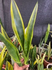 Sansevieria Lillian True Rare Snake Plants