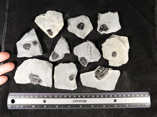 BIG Lot of TEN! 100% Natural Elrathia TRILOBITE Fossils in Matrix Utah 584gr