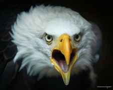 Jagabi Lubri-tact Rheostat - James G. Biddle Co. 5510 OHMS