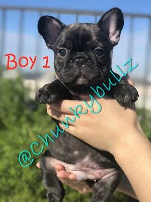 Pruebred Blue Staffy Pups Dogs Puppies Gumtree Australia