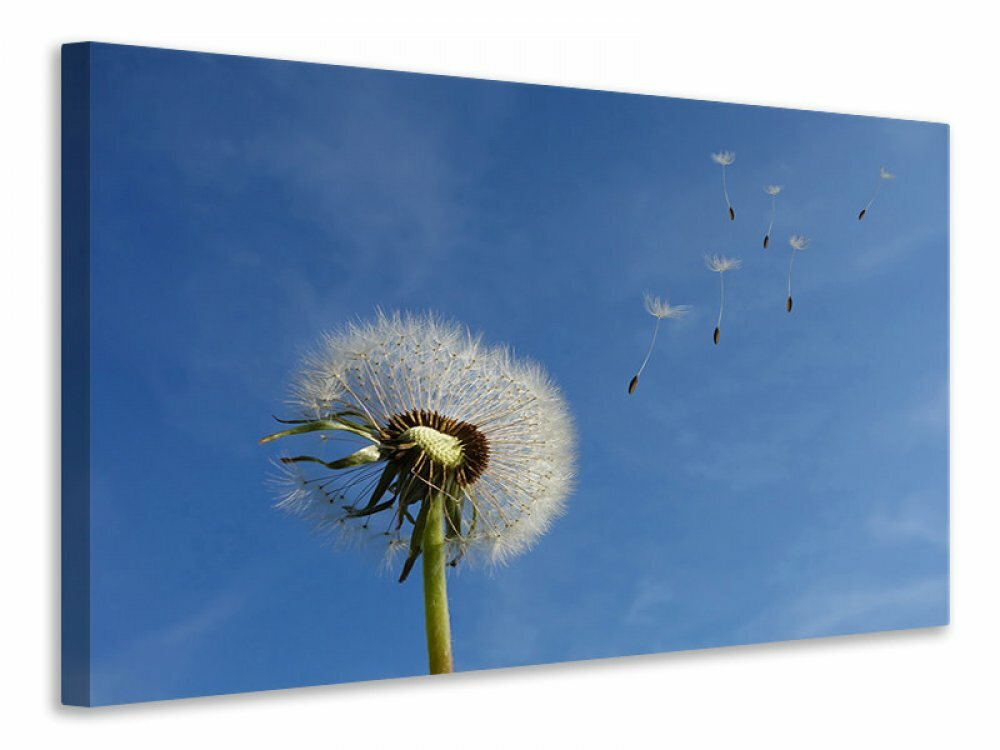 Leinwandbild Pusteblume - ich wünsch mir was