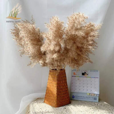 Pampas Grass Dried Decor Natural Home Boho Bouquet Decor, PCS for Stems White