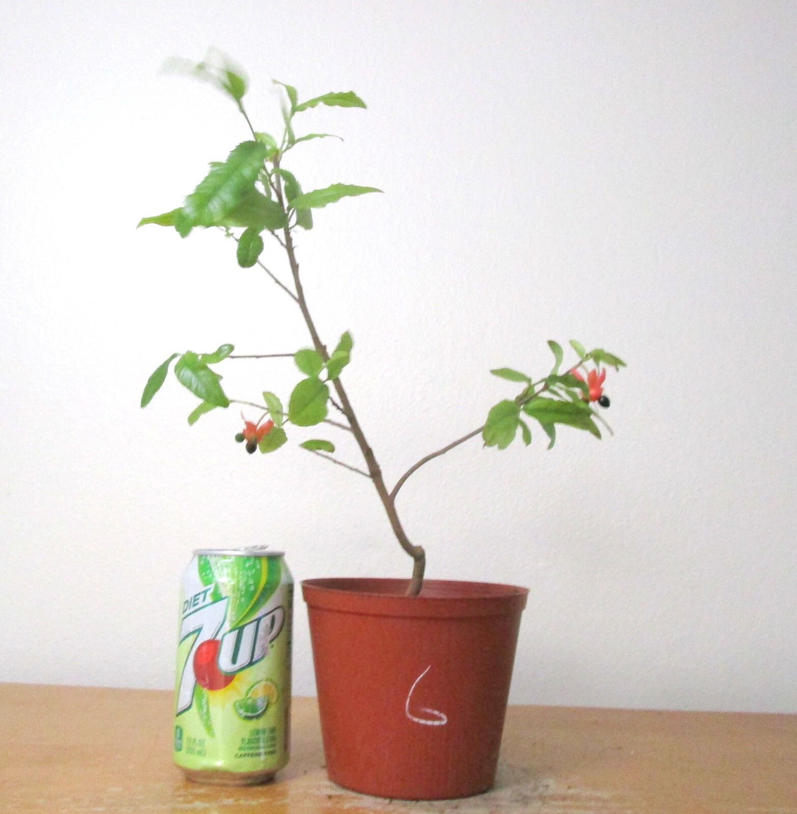 Mickey Mouse flowering bonsai tree ideal for unique shohin mame styles #6  