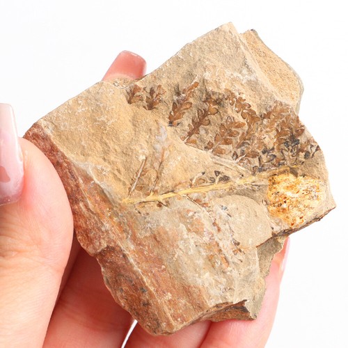 1pc 4-6cm Natural Fern Leaves Fossil Plant Leaf Stone Branch Specimen Devonian - Picture 4 of 10