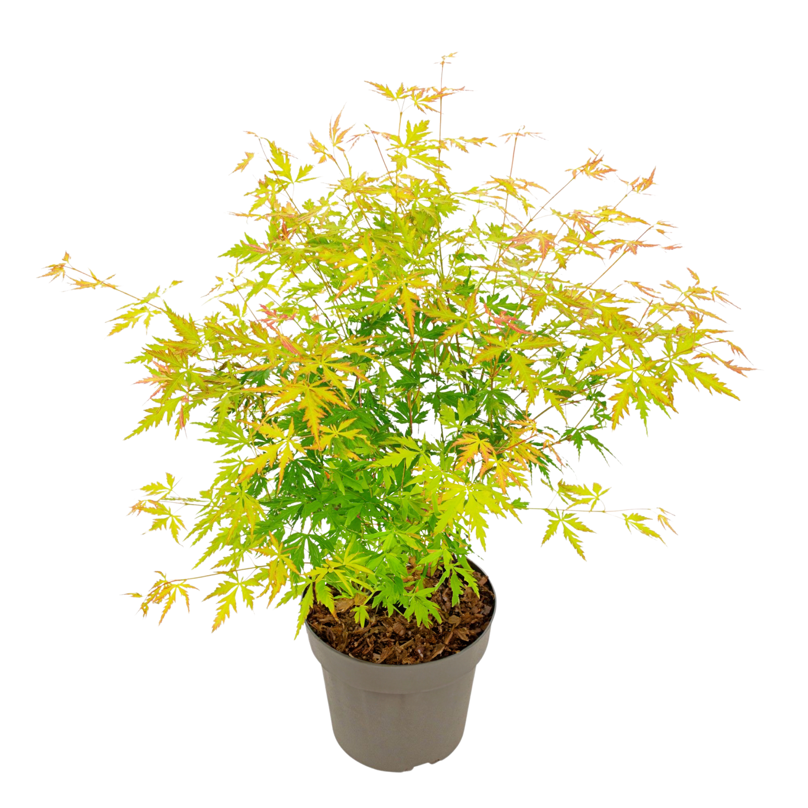 Aceri giapponese - Acer palmatum 'Orange Lace' - Altezza 60-70cm - ⌀19cm