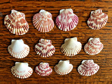12 x Small SCALLOP SHELLS for Crafting etc. 3-5 cm width Brown Pink shades