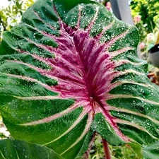 Colocasia Bulb Papua Manise New Hybrid (Includes All Import Duties And Taxes)