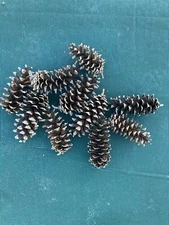 50 Real Pinecones Eastern White Pine Cones Fresh Natural Craft Large 5" - 6"