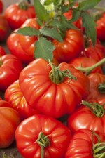 graines tomate ancienne Marmande mon jardin bio Bretagne 30 graines paysannes 5