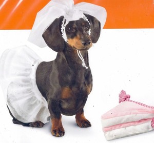 dachshund wedding outfit
