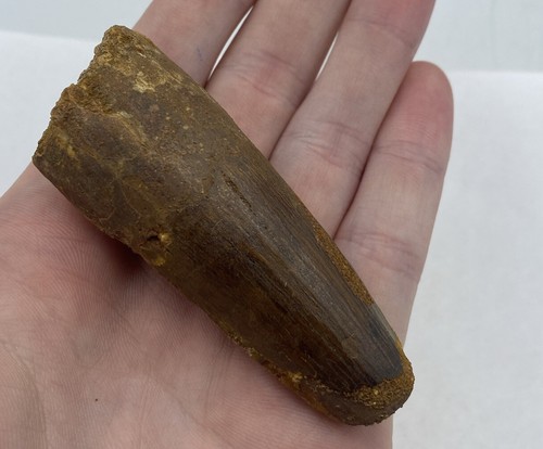 Spinosaurus Teeth Dinosaur F0SSIL Before T Rex Cretaceous J890 - Picture 3 of 4