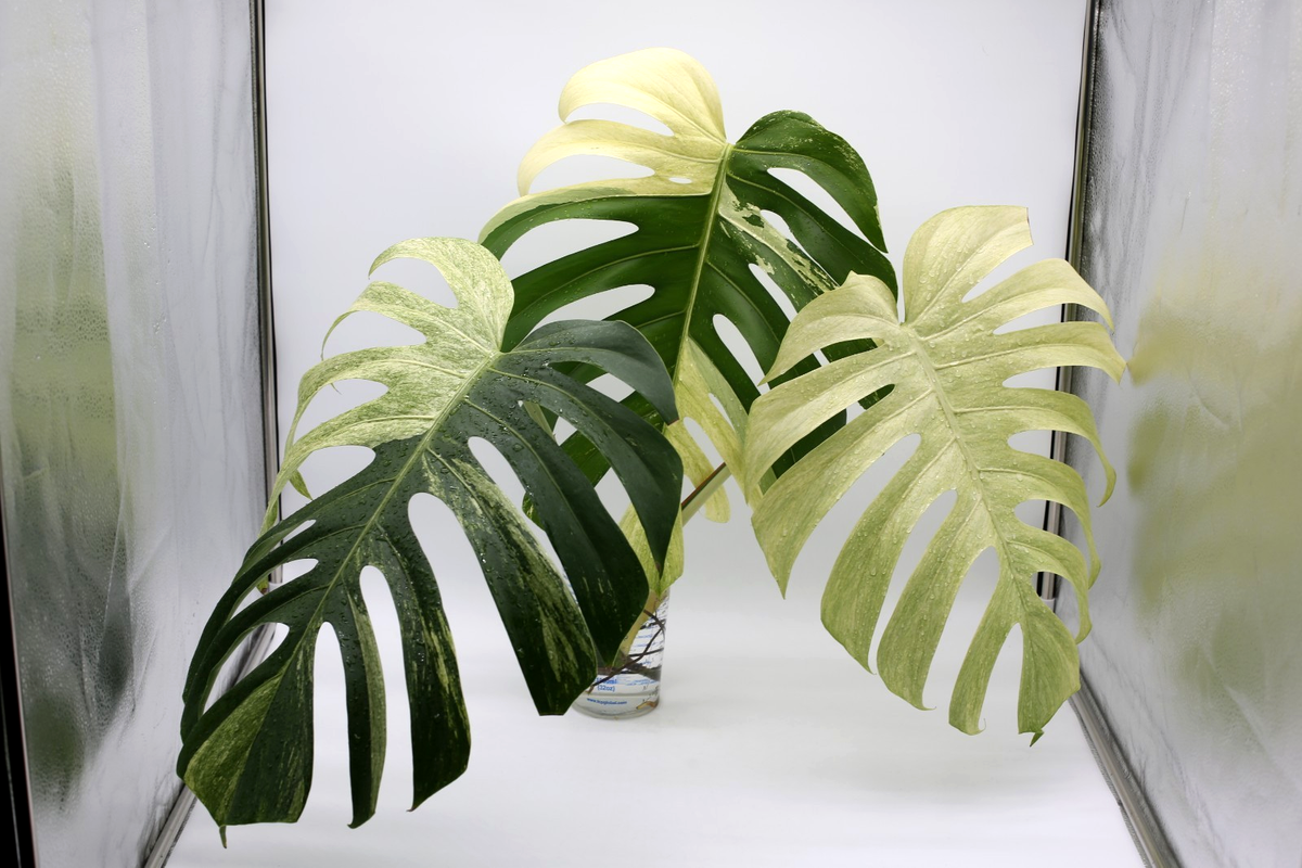 Monstera MINT NOID "JUNGLE MINT" XL Variegated LIVE PLANT ACTIVE ROOT  GROWTH | eBay