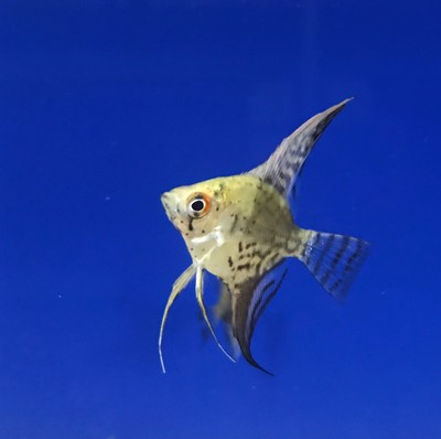 community fish tropical