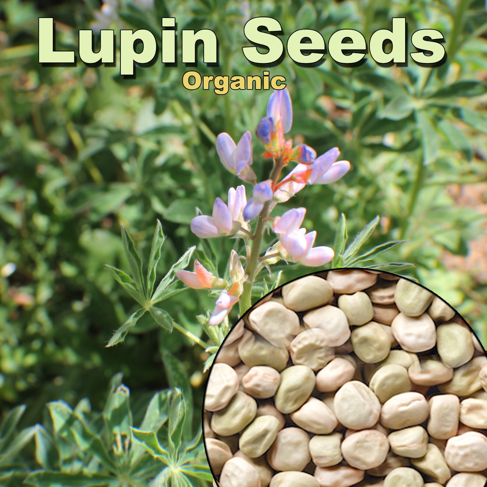 ORGANIC LUPINI Beans KETO Friendly Lupine Gluten Free Lupin Seed Low