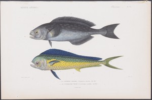 Details About Cuvier Fish Coryphoena Centrolophus 65 1817 1849 Le Regne Animal - 