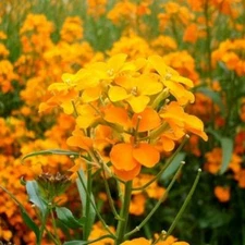 Wallflower SIBERIAN Biennial Heirloom Fall Planting Orange Non-GMO 500 Seeds!