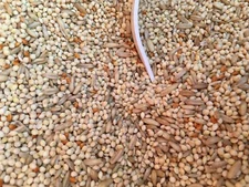 Higgins Supreme parakeet diet food seed mix millets food parakeet diet 50lb