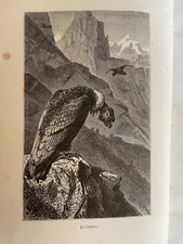 NATURAL HISTORY - BUFFOON and LACEPEDE - quadrupeds, birds, snakes.. - CV4