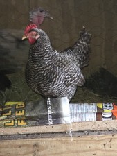 12+ ONE MYSTERY EGG ORGANICALLY GROWN FREE RANGED BROWN EGGS LAYERS