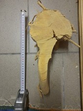 Buchsbaum Holz Drechseln Edelholz SELTEN angeboten Buchs