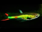 RaRe Poecilia wingei Lime/Emerald Green Endler Guppy N CLASS Live Fish Pair Trio