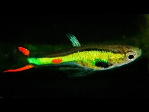 RaRe Poecilia wingei "Lime Green" Pure Cumana N CLASS endler Live Fish Pair Trio
