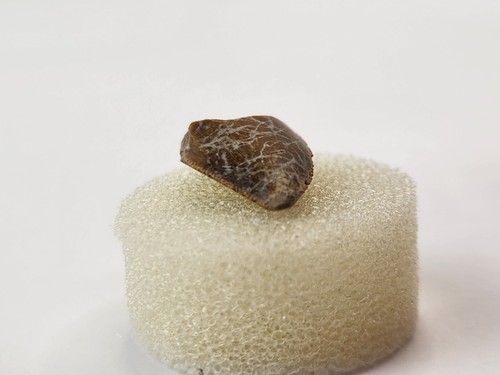 Majungasaurus 0.82" Theropod Tooth Fossil - Maevarano Fm - Berivotra, Madagascar - Picture 10 of 16