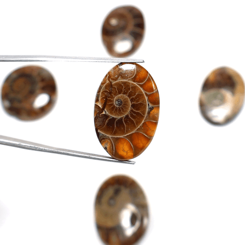 5 Pcs Natural Ammonite Fossil Hi-Quality 23mm-27mm Cabochon Loose Gemstones Lot - Picture 4 of 11