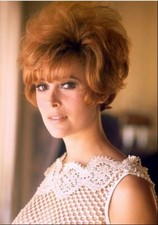 Jill St John Looking At The Camara In Crochet Blouse 8x10 Photo Print
