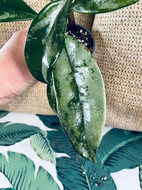 Rare Hoya Carnosa AH-074 Silver Moon Variegated Vining Tropical