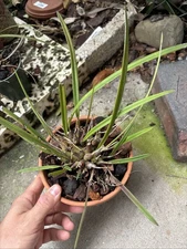 Encyclia Tampensis fl Native Orchid Species Shipped Bare Root
