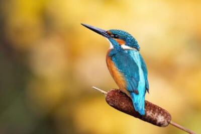 Wandbild: Interessierter Eisvogel, Alcedo atthis, thront in der Natur von [...]