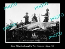 OLD POSTCARD SIZE GAME FISHING PHOTO OF GREAT WHITE SHARK CATCH c1900 NZ
