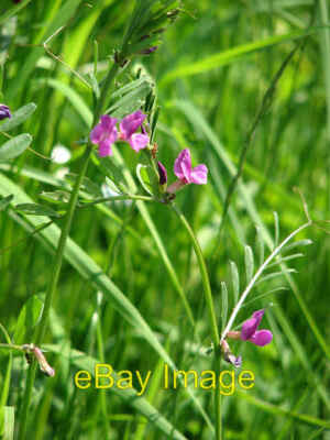 Photo 6x4 Common Vetch (Vicia sativa) Happisburgh Common  c2008