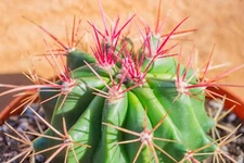 Ferocactus Prenglei, Red Baja Barrel Cactus, Live Plant