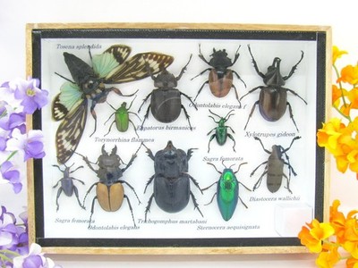 Unique piece - Real 3D prepared insects, showcase mural, museum quality a-m-50