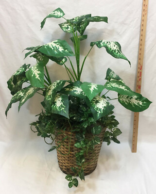 10 snake plant sansevieria trifasciata Sansevieria Robusta, Snake Plant main image 0