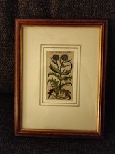 Stampe antiche del settecento complete di cornice