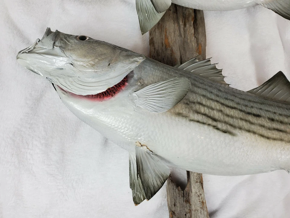 Taxidermy Two Striped Bass Striper Mounted on Driftwood Needs Fin Repair - Image 3 of 4