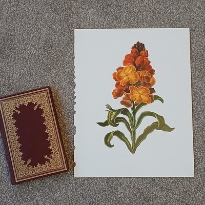 Vintage 1979 Wallflower Botanical Flora Flower Large Book Art Print 12x15''