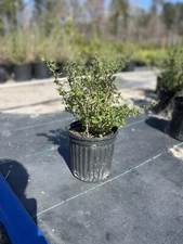 One Live Goji Berry (Lycium barbarum) Plant – Fully Mature In A 6” Pot
