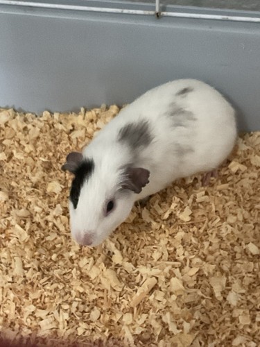 2 Female Baby Guinea Pigs